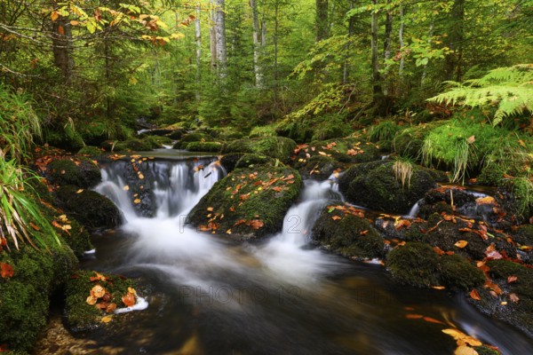 Stream in autumn, Kleine Ohe, Bavarian Forest National Park, Bavaria, Germany, Europe