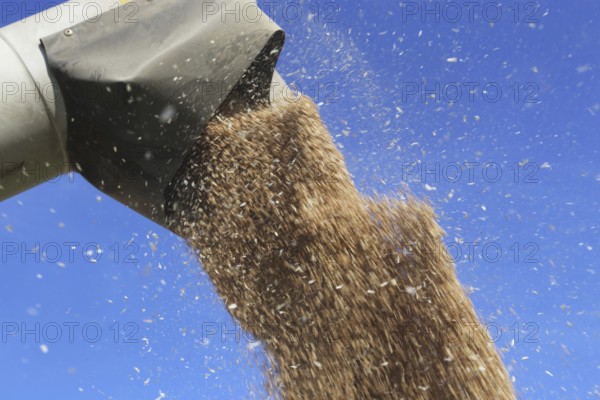Grain harvest with combine harvester, the grain is unloaded