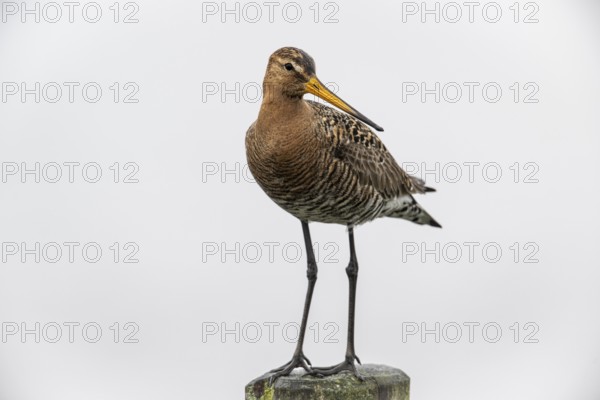 Black-tailed Godwit (Limosa limosa), Lower Saxony, Germany, Europe