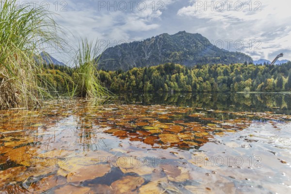 Freibergsee lake in autumn, behind it the Heni-Klopfer ski jump, Allgäu Alps, Allgäu, Bavaria, Germany, Europe