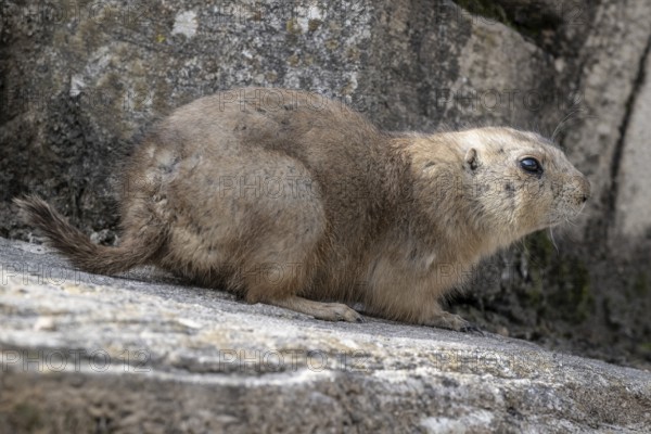 Prairie dog (Cynomys ludovicianus), Emmen Zoo, Netherlands
