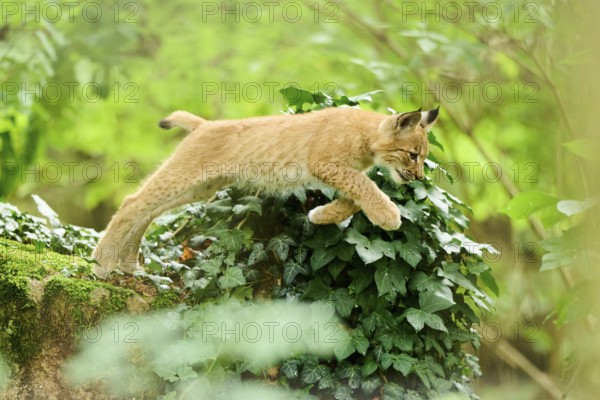 Eurasian lynx (Lynx lynx) youngster jumping from a rock in a forest, Bavaria, Germany, Europe