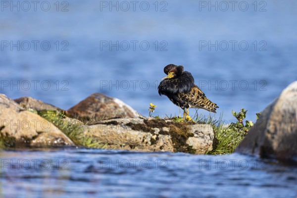 Ruff (Calidris pugnax), adult male in splendour, Varanger, Finnmark, Norway, Europe