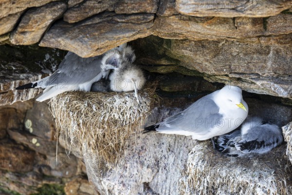 Black-legged kittiwake (Rissa tridactyla), adult birds and chicks defecating on nest, Varanger, Finnmark, Norway, Europe