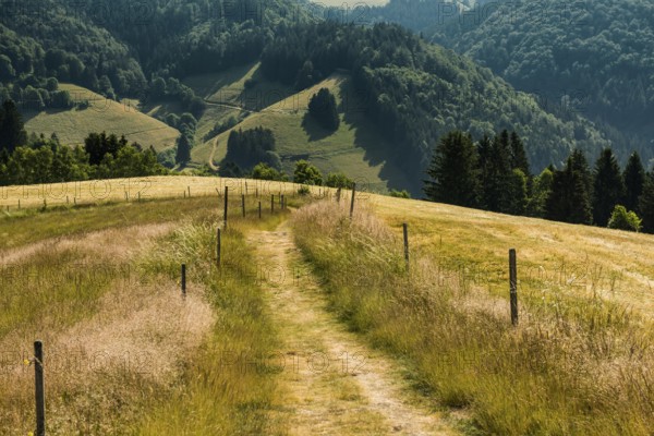 Hiking trail, Schauinsland, Black Forest, Baden-Württemberg, Germany, Europe