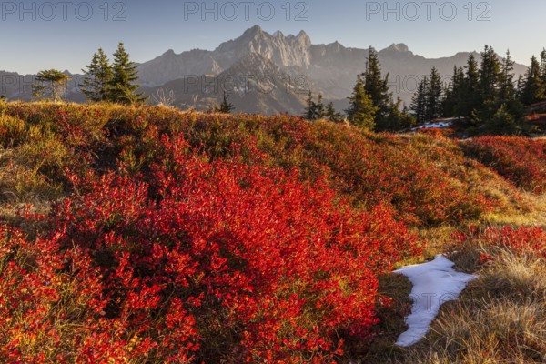 Autumn colouring of blueberry (Vaccinium) in front of mountains, evening light, Dachstein Mountains, Austria, Europe