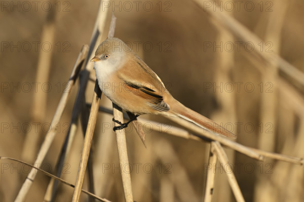 Bearded Tit (Panurus biarmicus), female on reeds, Klingnauer Stausee, Canton Aargau, Switzerland, Europe
