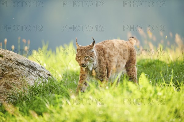 Eurasian lynx (Lynx lynx) walking through the grass, Wildpark Aurach, Kitzbühl, Tirol, Austria, Europe