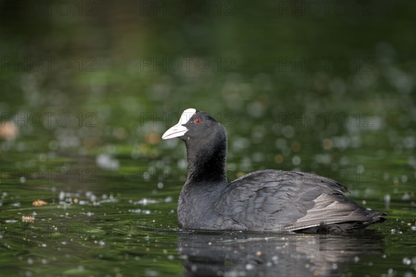 Eurasian Coot rail, coot (Fulica atra), adult bird, Krickenbecker Seen, North Rhine-Westphalia, Germany, Europe