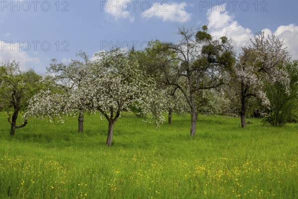 Neckartal-Odenwald nature park Park: Orchard meadow near Neckargemünd