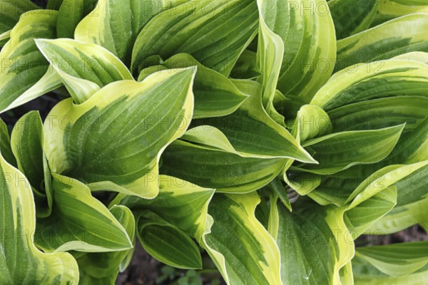 Yellow and green variegated hosta in spring shady garden