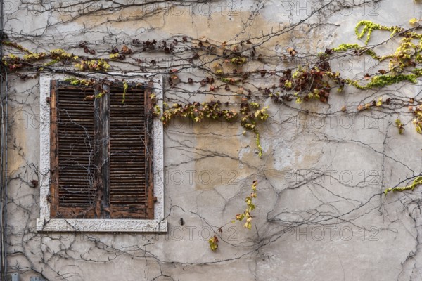 Overgrown house wall with leaves and branches, window, closed, unkempt, property, facade, crisis, Italy, Europe
