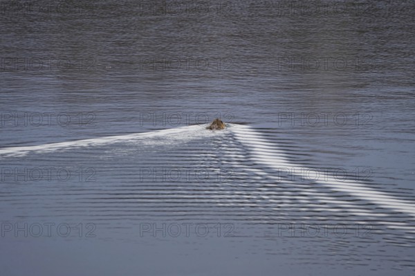 Nutria in a lake, March, Saxony, Germany, Europe