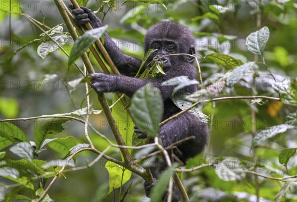 Western lowland gorilla (Gorilla gorilla gorilla) near the Baï-Hokou forest clearing, juvenile, Dzanga-Ndoki National Park, Unesco World Heritage Site, Dzanga-Sangha Complex of Protected Areas (DSPAC), Sangha-Mbaéré Prefecture, Central African Republic, Africa