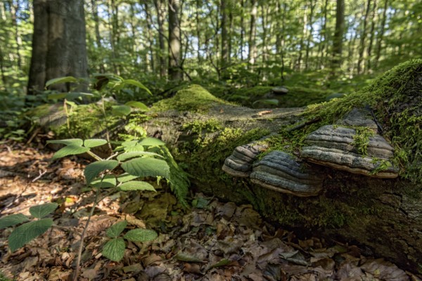 Dead common beeches (Fagus sylvatica), dead wood, moss, Tinder Fungus (Fomes fomentarius), beech forest, Hoherodskopf summit, Tertiary volcano, Schotten, Vogelsberg Volcanic Region nature park Park, Hesse, Germany, Europe