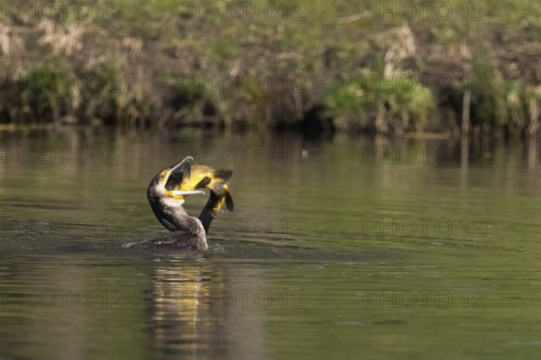 Cormorant in the water devouring a tench (Tinca tinca), Hesse, Germany, Europe