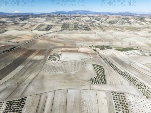 Farmland and cultivated olive trees (Olea europaea) . Aerial view. Drone shot. Granada province, Andalusia, Spain, Europe