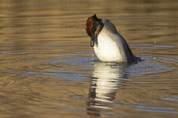Common teal (Anas crecca) adult male bird stretching on a lake, England, United Kingdom, Europe