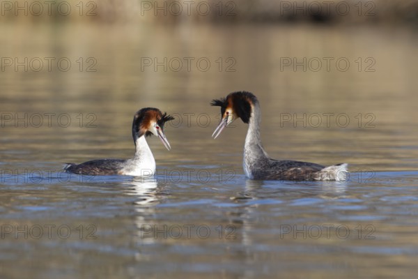 Great crested grebe (Podiceps cristatus) two adult birds performing their courtship display on a lake, Norfolk, England, United Kingdom, Europe