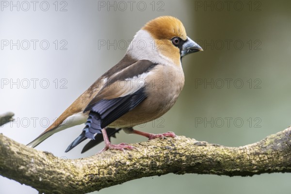 Hawfinch (Coccothraustes coccothraustes), Emsland, Lower Saxony, Germany, Europe