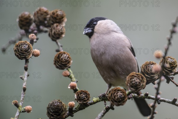 Eurasian bullfinch (Pyrrhula pyrrhula), Emsland, Lower Saxony, Germany, Europe