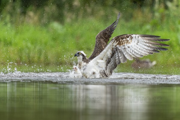 Western osprey (Pandion haliaetus) hunting, Aviemore, Scotland, Great Britain