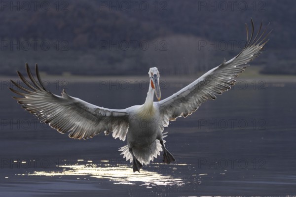 Dalmatian Pelican (Pelecanus crispus), flying against the light, on landing, magnificent plumage, Lake Kerkini, Greece, Europe