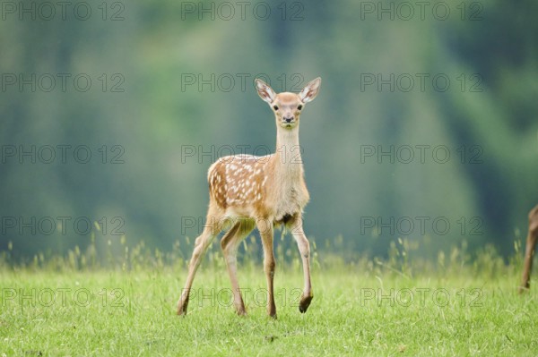 Red deer (Cervus elaphus) fawn walking on a meadow in the mountains in tirol, Kitzbühel, Wildpark Aurach, Austria, Europe