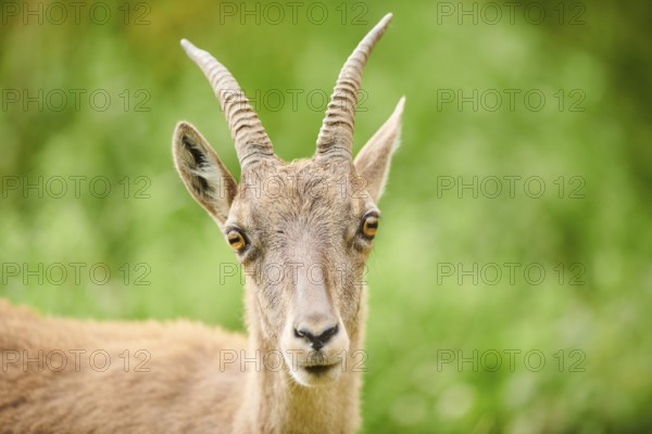 Alpine ibex (Capra ibex) female, portrait, wildlife Park Aurach near Kitzbuehl, Austria, Europe