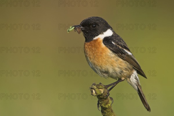 Stonechat, (Saxicola torquata), foraging, male, Bad Dürkheim district, Eich, Rhineland-Palatinate, Germany, Europe