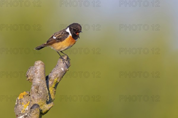 Stonechat, (Saxicola torquata), foraging, male, Bad D¸rkheim district, Eich, Rhineland-Palatinate, Germany, Europe