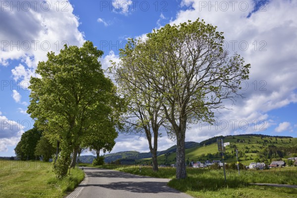 Avenue of sycamore maple (Acer pseudoplatanus) under a blue sky with cumulus clouds in Bernau im Black Forest, Black Forest, Waldshut district, Baden-Württemberg, Germany, Europe