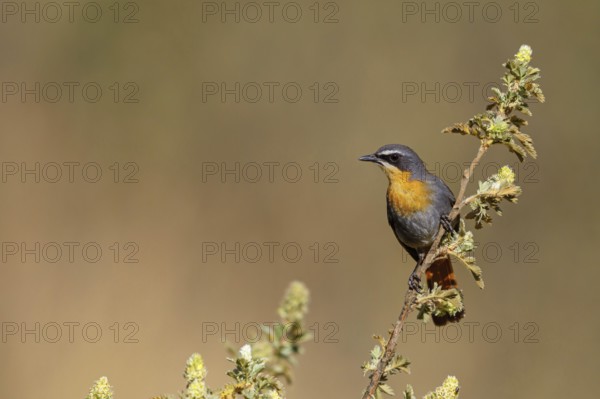 Cossypha caffra, family of flycatchers, Underberg surroundings, Underberg, KwaZulu-Natal, South Africa, Africa