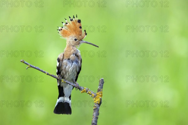 Hoopoe, (Upupa epops), on perch, hoopoe family, formerly raptors, Hides de El Taray / Lesser Kestr, Villafranca de los Caballeros, Castilla La Mancha / Toledo, Spain, Europe