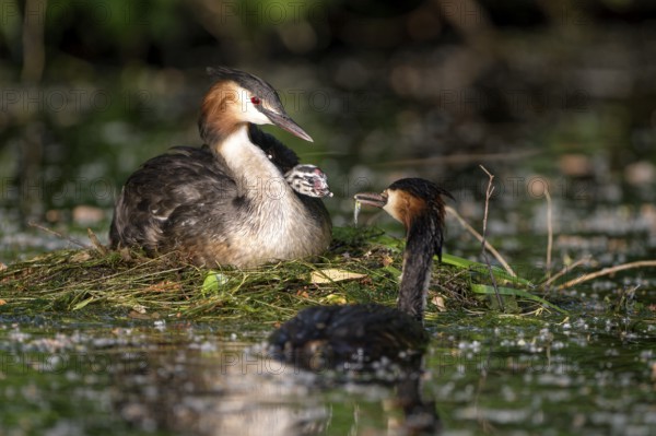 Great Crested Grebe (Podiceps cristatus), pair and young birds at the nest, one adult bird feeding the chicks, Krickenbecker Seen, North Rhine-Westphalia, Germany, Europe