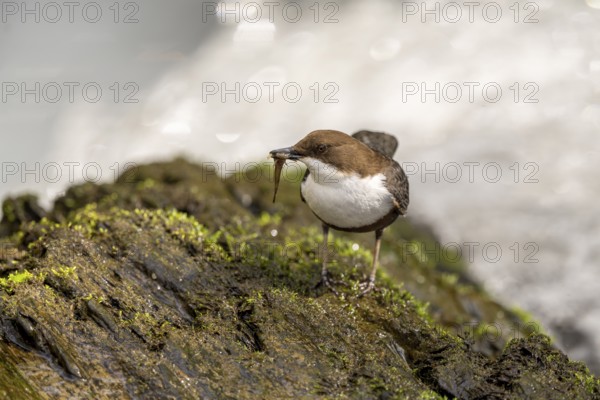 White-throated Dipper (Cinclus cinclus), at a torrent with prey in its beak, Rhineland-Palatinate, Germany, Europe