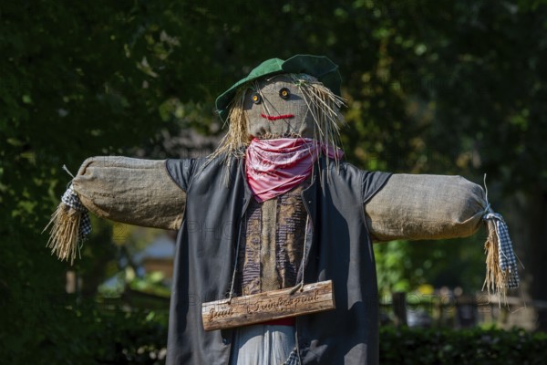 Humanoid scarecrow, bird scarer dressed in old clothes and placed in vegetable garden to deter, chasing away birds from feeding on the vegetables