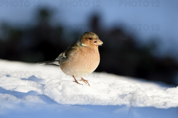 Chaffinch (Fringilla coelebs), male, in the snow, with sunflower seed in beak, winter feeding, Oberhausen, Ruhr area, North Rhine-Westphalia, Germany, Europe