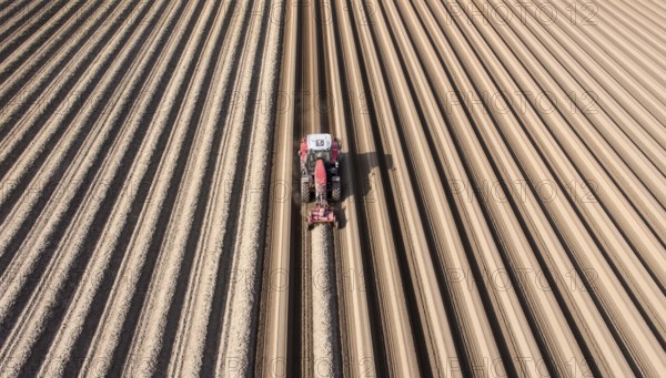 An aerial photo shows a tractor in a large asparagus field. Preparations for the asparagus season. The soil is loosened with a tiller at the front of the tractor, the rear tiller of the tractor creates the typical asparagus mound, Klaistow, Germany, Europe