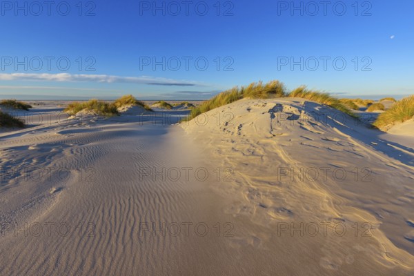 Amrum Island, landscape Germany, dune, dunes, grass, structure, form, vegetation, Amrum, Amrum Island, Schleswig-Holstein, Germany, Europe