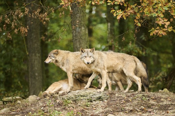 Eastern wolves (Canis lupus lycaon) walking on a little hill, Bavaria, Germany, Europe