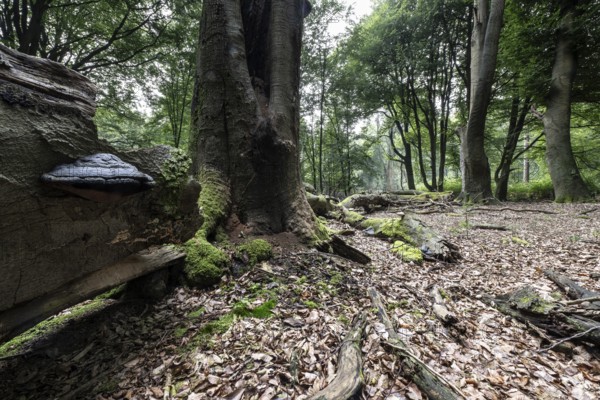 Deadwood with tinder fungus (Fomes fomentarius) in beech forest (Fagus sylvatica), Emsland, Lower Saxony, Germany, Europe