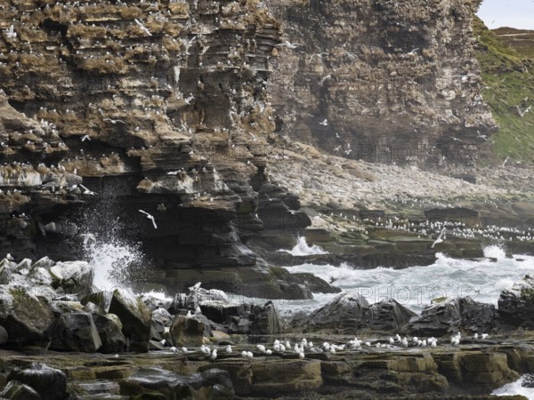 Black-legged kittiwake (Rissa tridactyla), breeding colony, on coastal cliffs of Arctic Ocean, May, Varanger Fjord, Norway, Europe