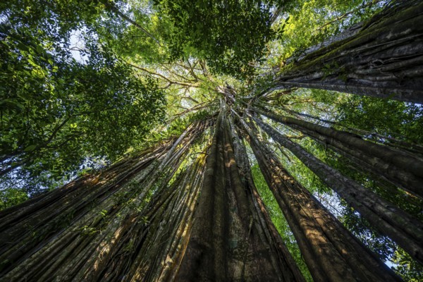 Hanging roots of a giant strangler fig (Ficus americana), looking upwards, in the rainforest, Corcovado National Park, Osa, Puntarena Province, Costa Rica, Central America