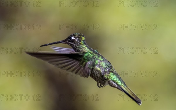 Violet-crowned Brilliant Hummingbird (Eugenes fulgens syn. Eugenes spectabilis) in flight, Los Quetzales National Park, Costa Rica, Central America