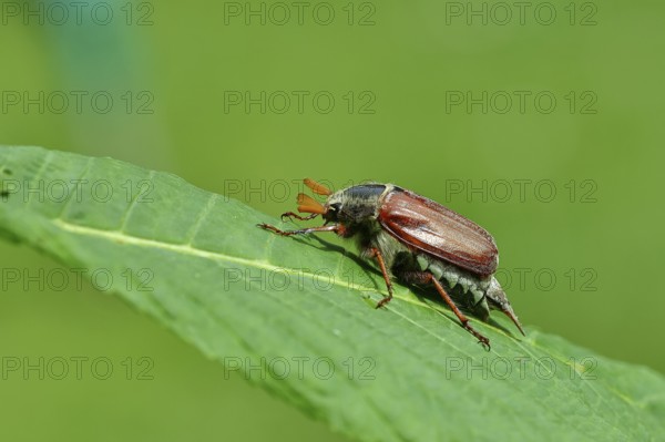 Northern cockchafer (Melolontha hippocastani), male, on a leaf of a horse chestnut (Aesculus hippocastanum), Wilnsdorf, North Rhine-Westphalia, Germany, Europe