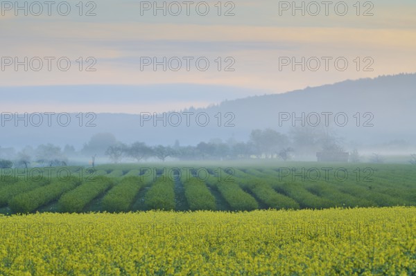 Foggy morning landscape with currant fields and a rape field, trees and hills in the background, spring, Schmachtenberg, Miltenberg, Spessart, Germany, Europe