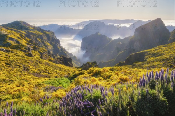 View from Pico do Arieiro of mountains over clouds with Pride of Madeira flowers and blooming Cytisus shrubs on sunset with sunburst. Madeira island, Portugal, Europe