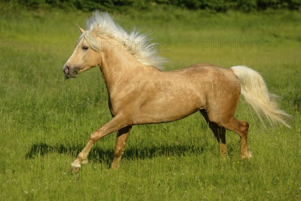 Connemara pony stallion gallops across a green meadow on a sunny day while his tail blows in the wind, Bavaria