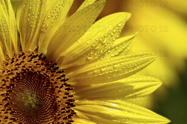Sunflowers (Helianthus annuus), July, Saxony, Germany, Europe